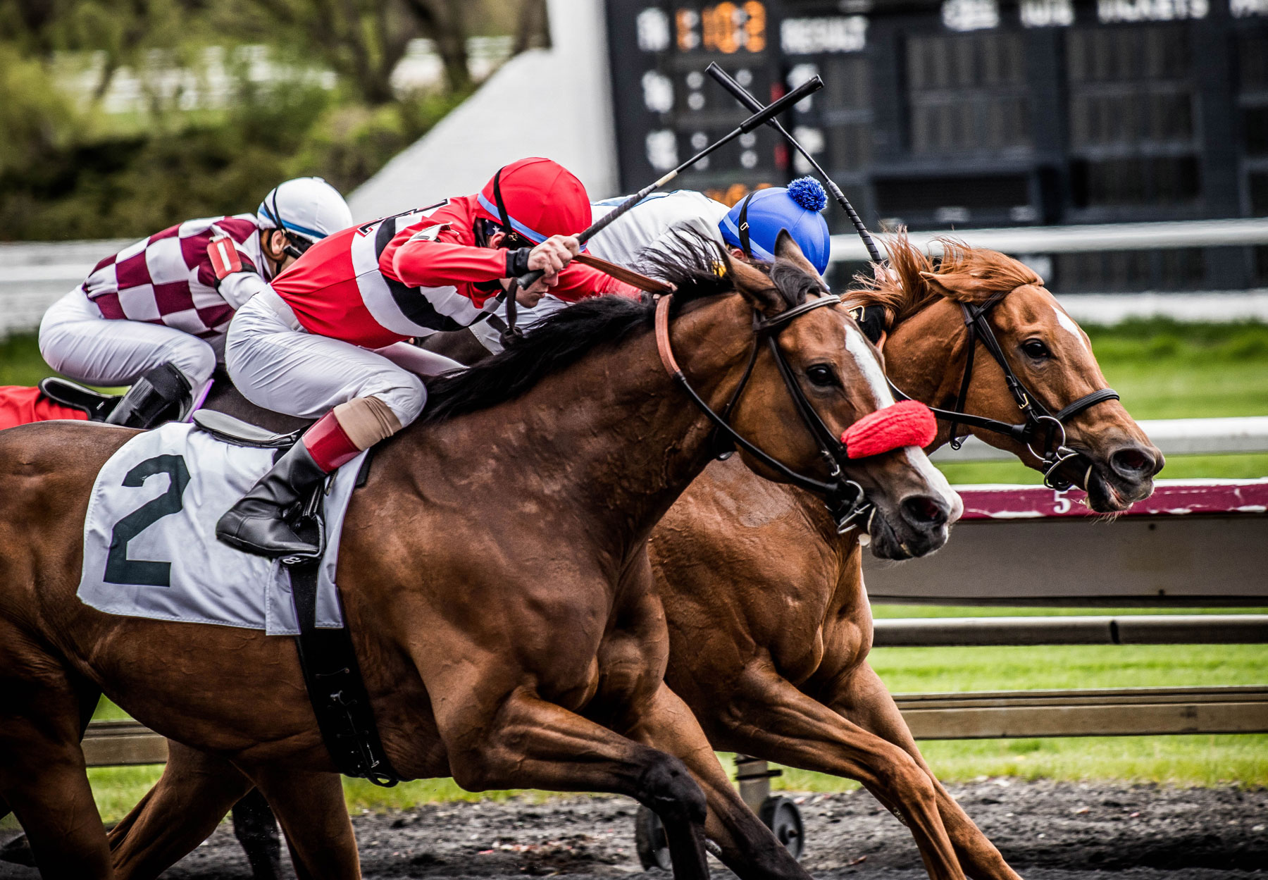 Simulcast Racing - Three horses racing to the finish line