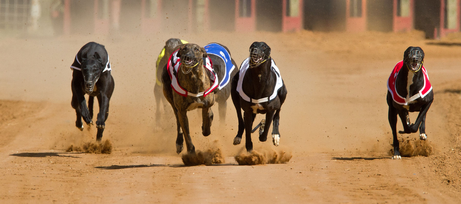 Schedules - Five greyhounds racing to the finish line