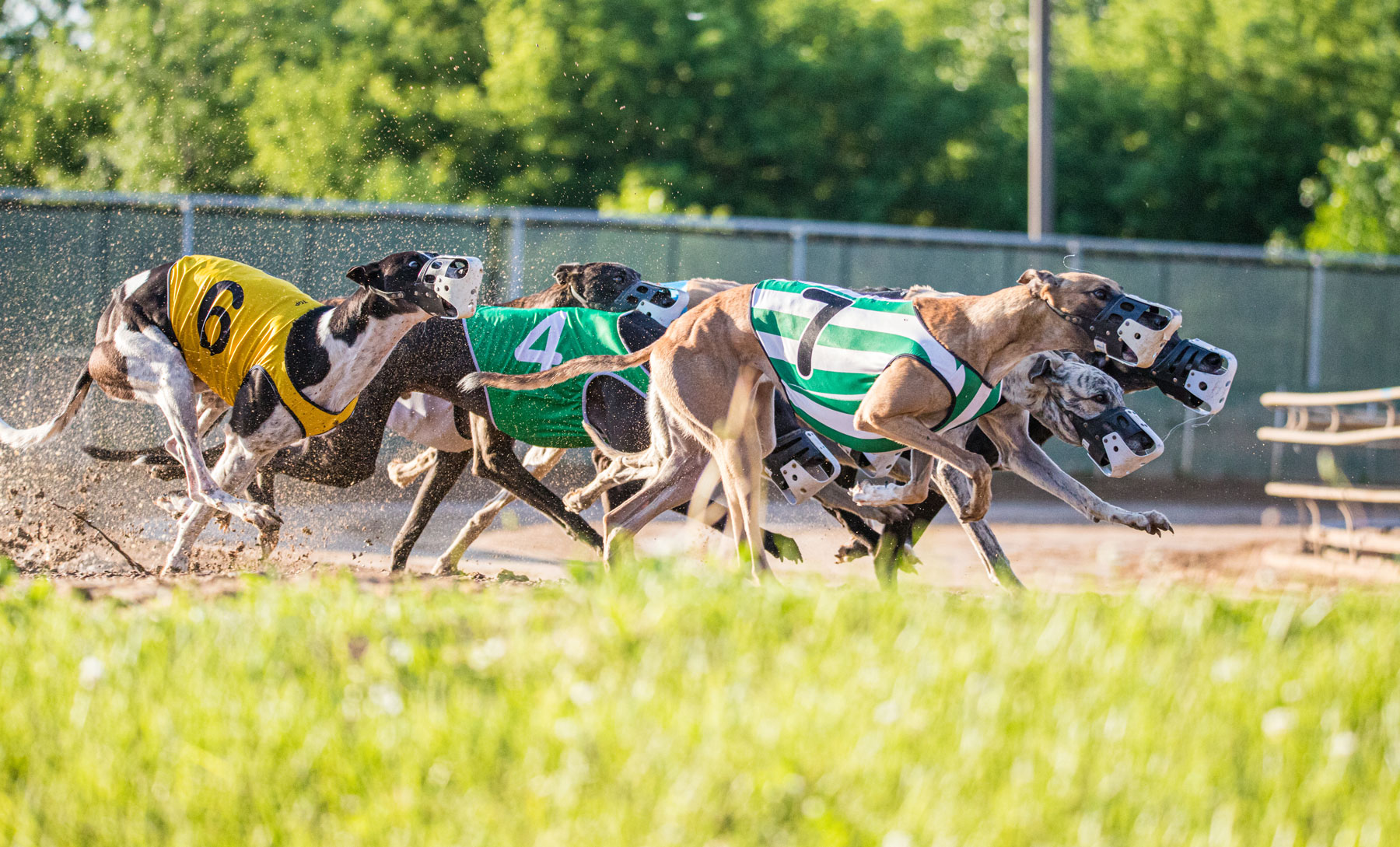 Greyhound Racing - Five greyhounds huddled together in a close race